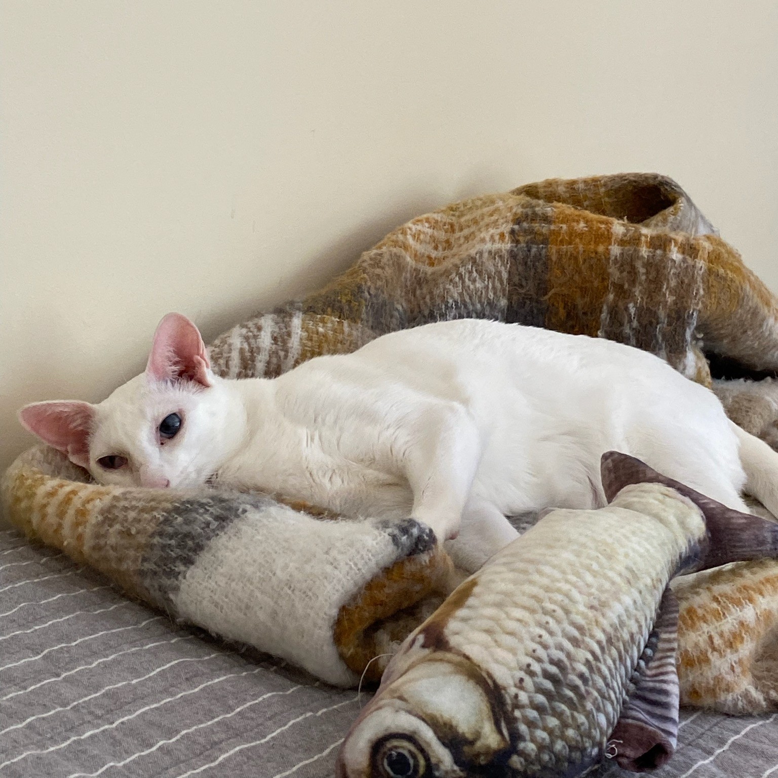 Cat snuggled up with a blanket and fish catnip toy