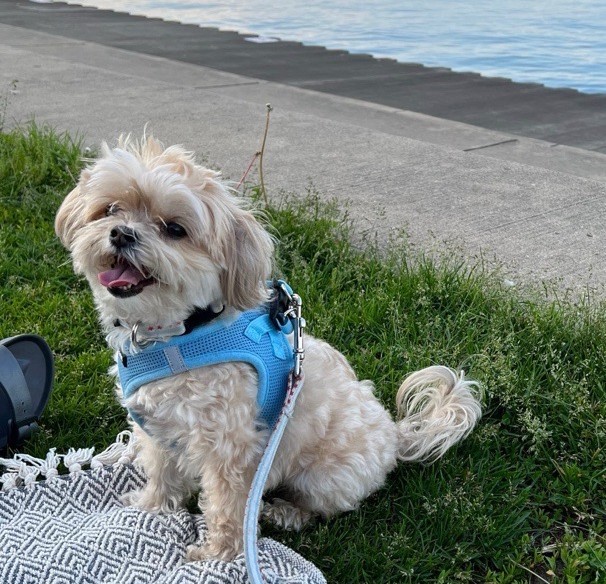 Dog smiling on a blanket by the lakefront