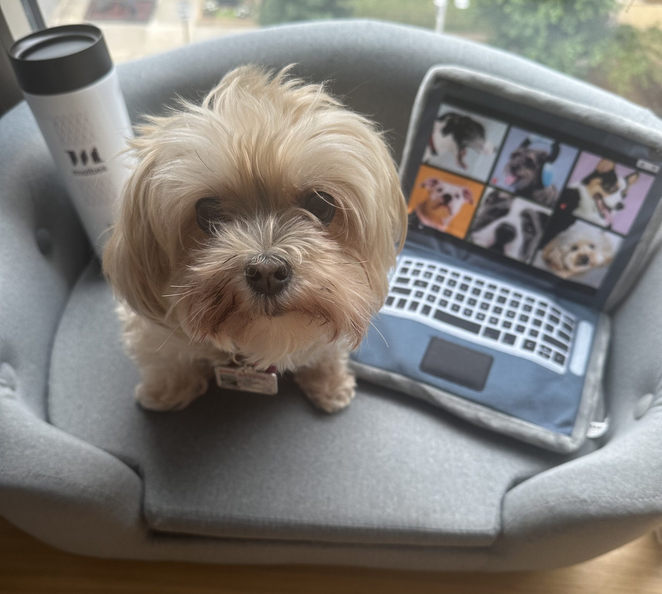 Dog on a pet couch with laptop squeak toy and coffee tumbler