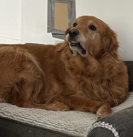 Dog making a funny face while looking up from their pet bed at a camera 
