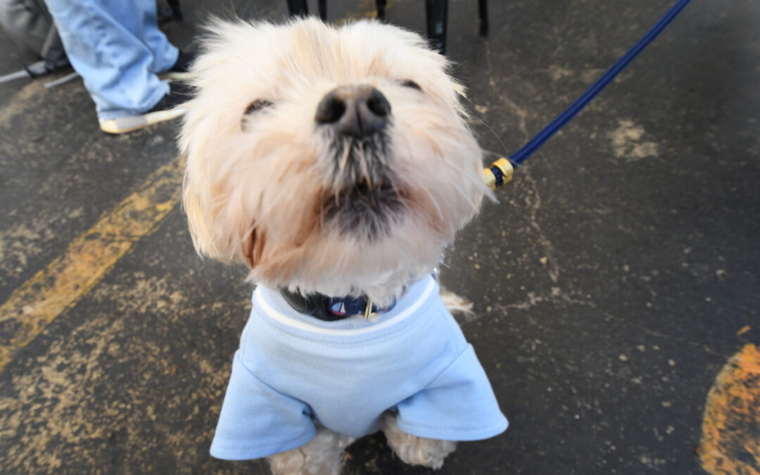 Dog sniffing camera lens